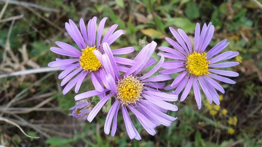 Астра Ромашковая. Aster amellus