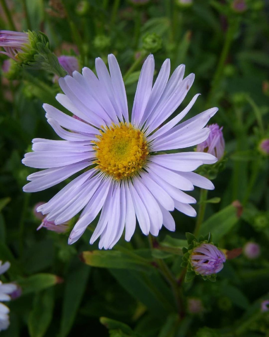 Астра Степная Ромашковая