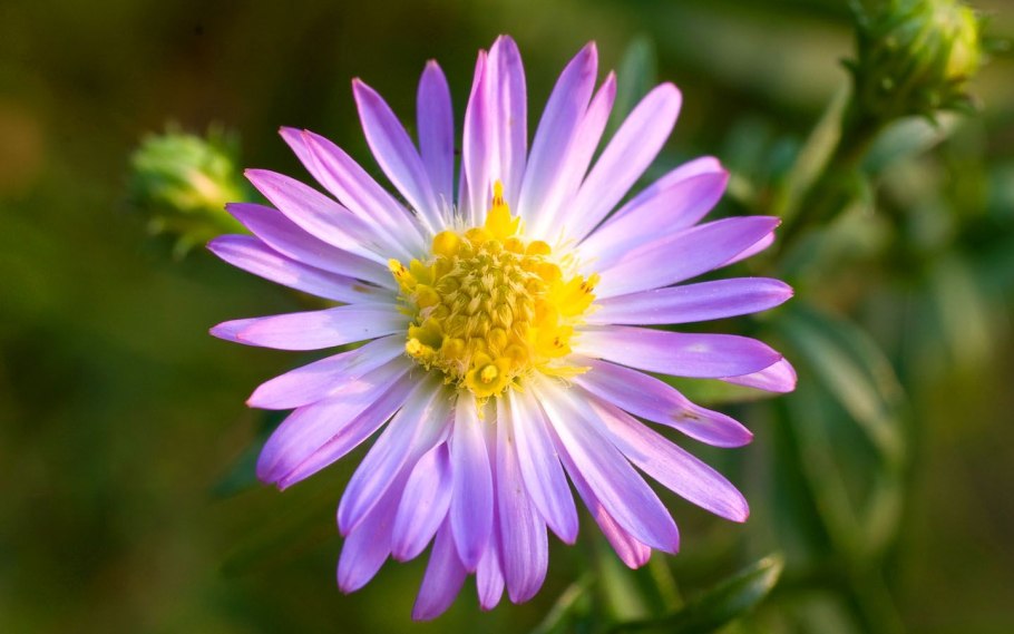 Астра Полевая Ромашковая