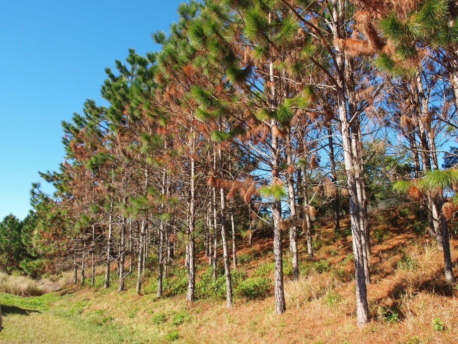 Саженец сосны (Pinus Sylvestris)