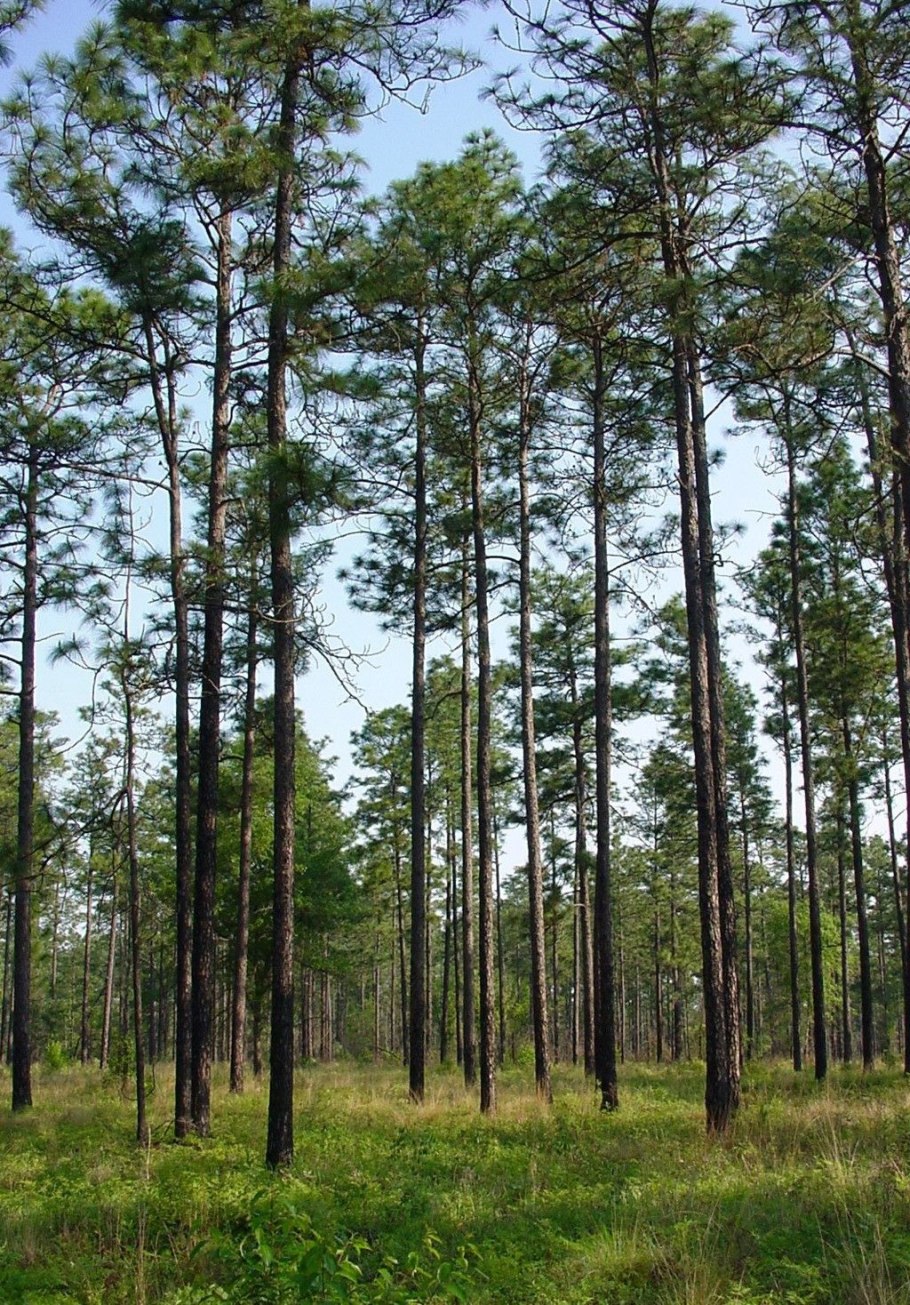 Pinus Sylvestris Hibernia