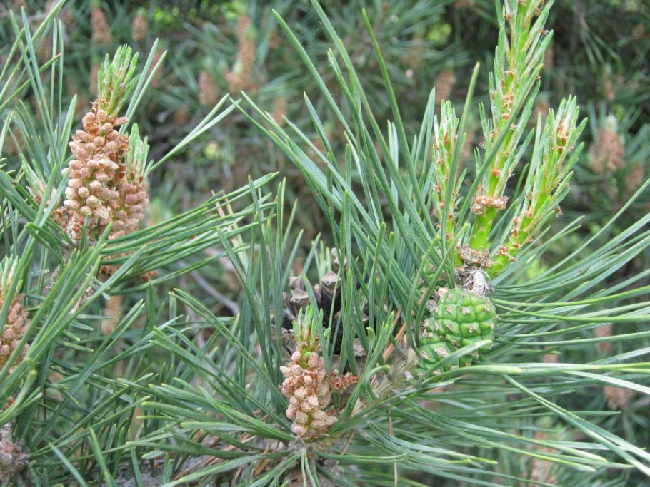 Pinus Sylvestris Moseri