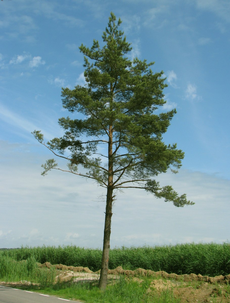 Pinus Sylvestris