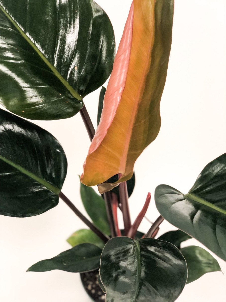 Филодендрон Уайт МЭЖЭ