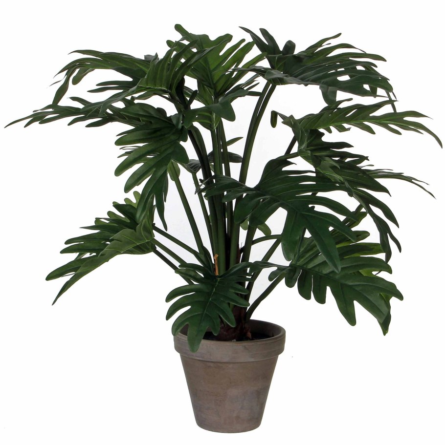 Филодендрон Рейнфорест