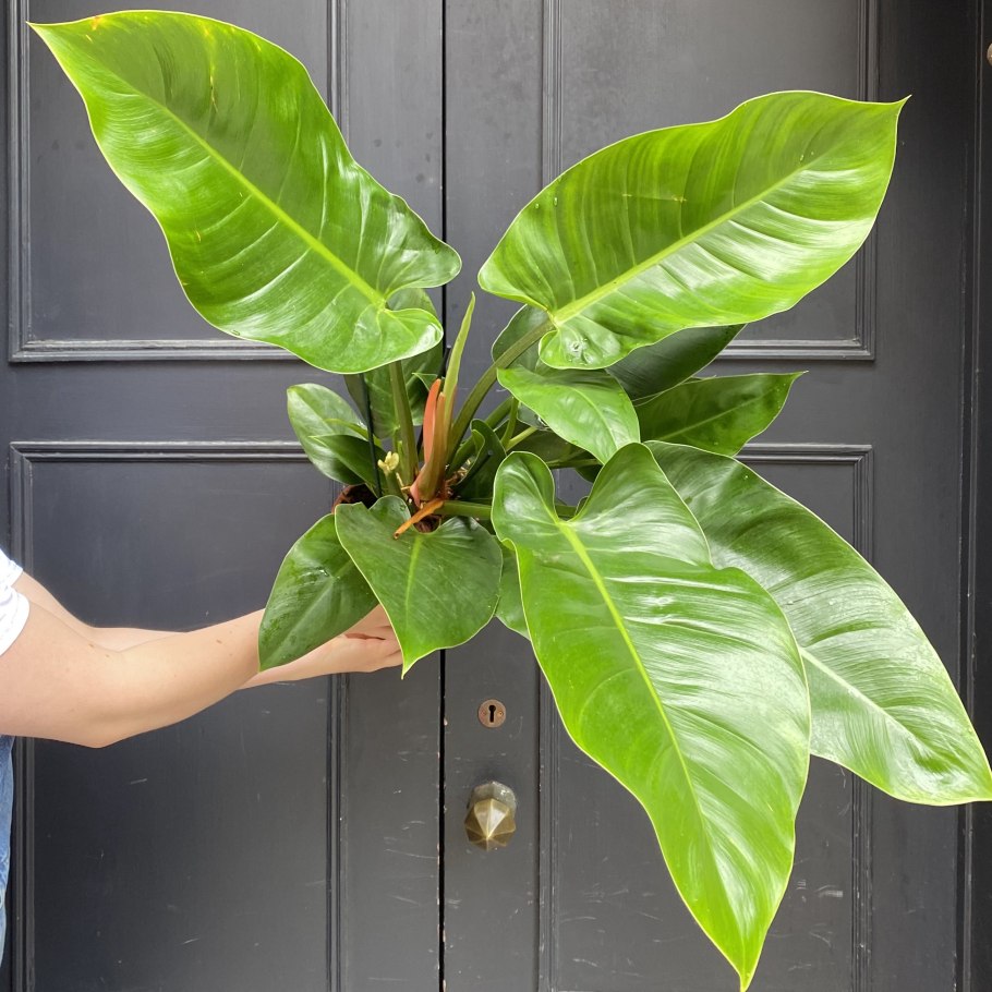 Филодендрон Имериал Рэд