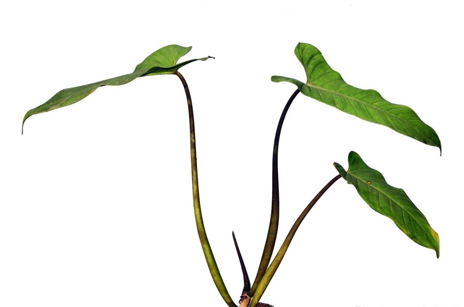 Филодендрон erubescens