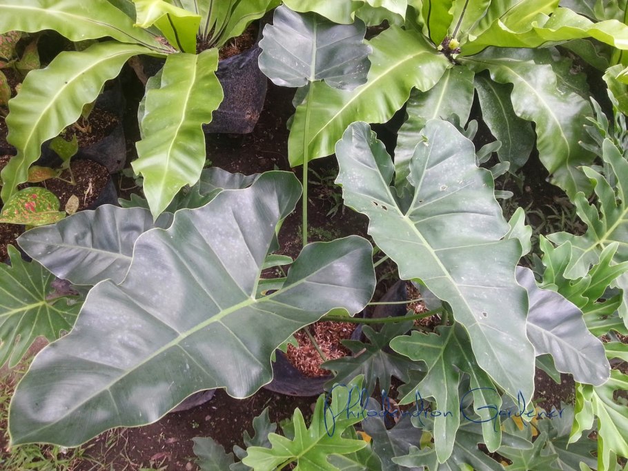 Филодендрон erubescens