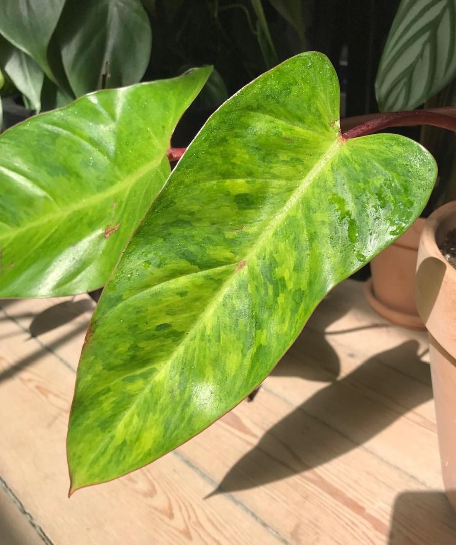 Филодендрон брандиантум