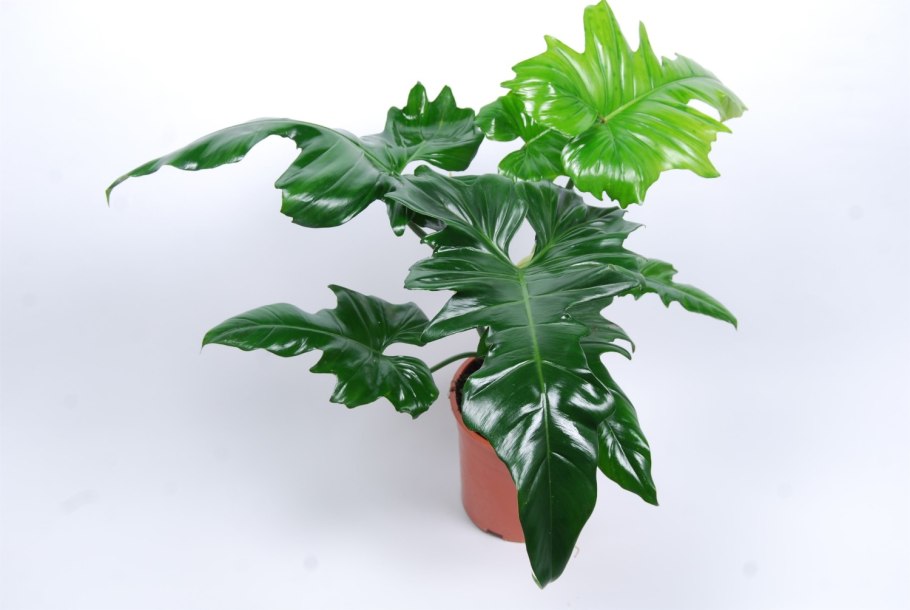 Philodendron Red Emerald Филодендрон
