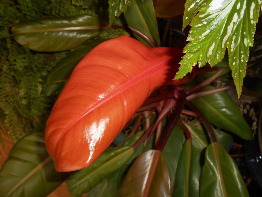 Филодендрон карамель зеленая