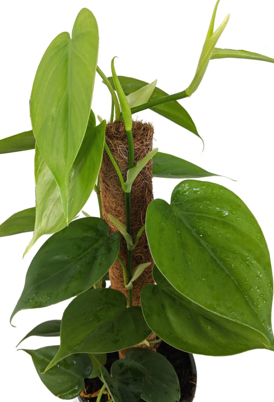 Филодендрон остросердцелистный