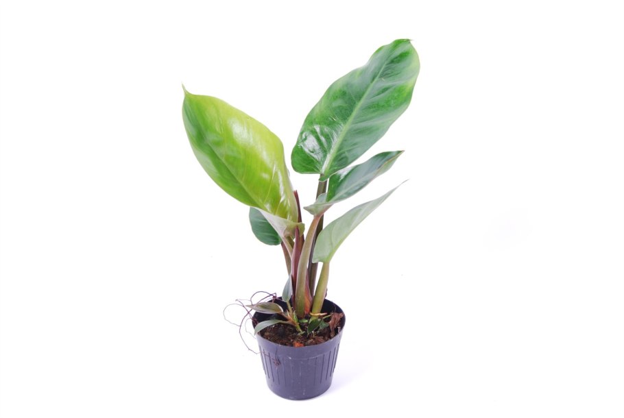 Филодендрон Сильвер спирит