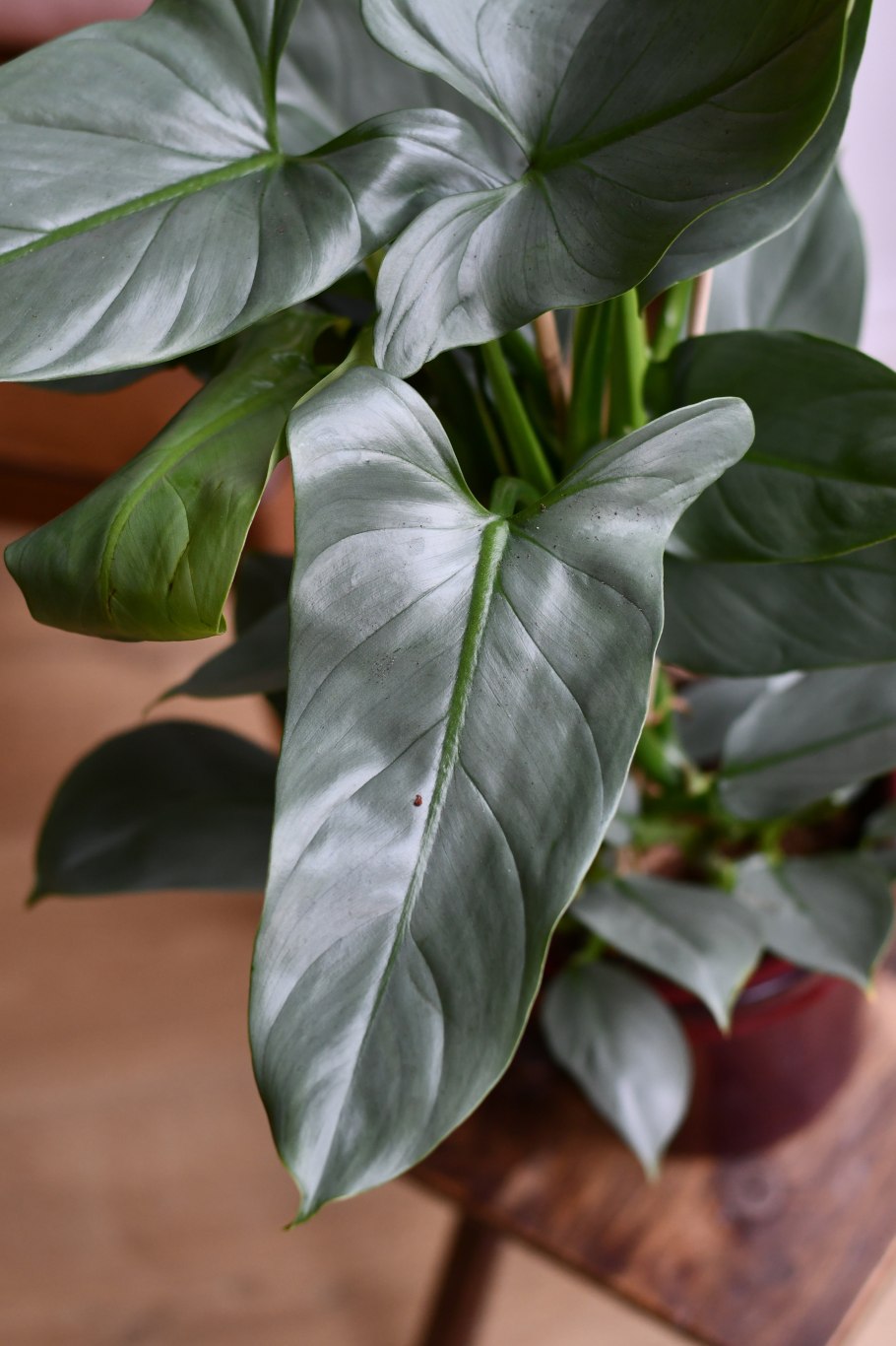 Филодендрон Пейнтед леди