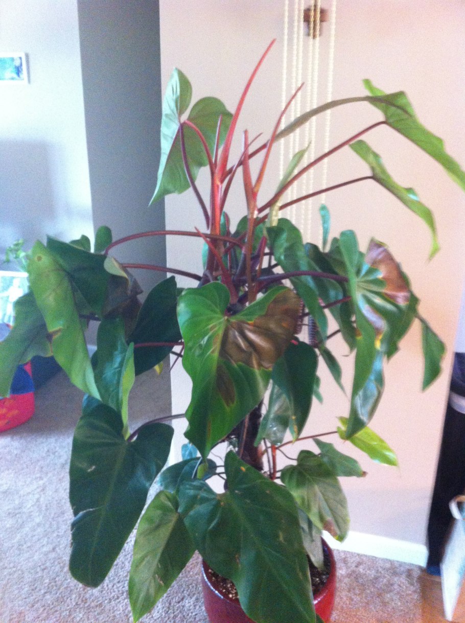 Philodendron melinonii