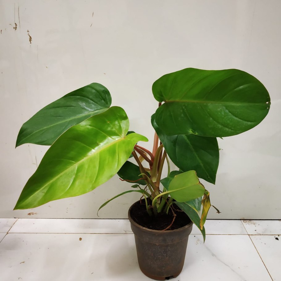 Филодендрон перпл Конго