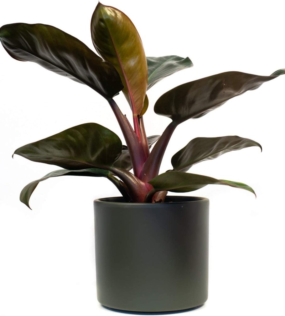 Филодендрон Rojo Congo