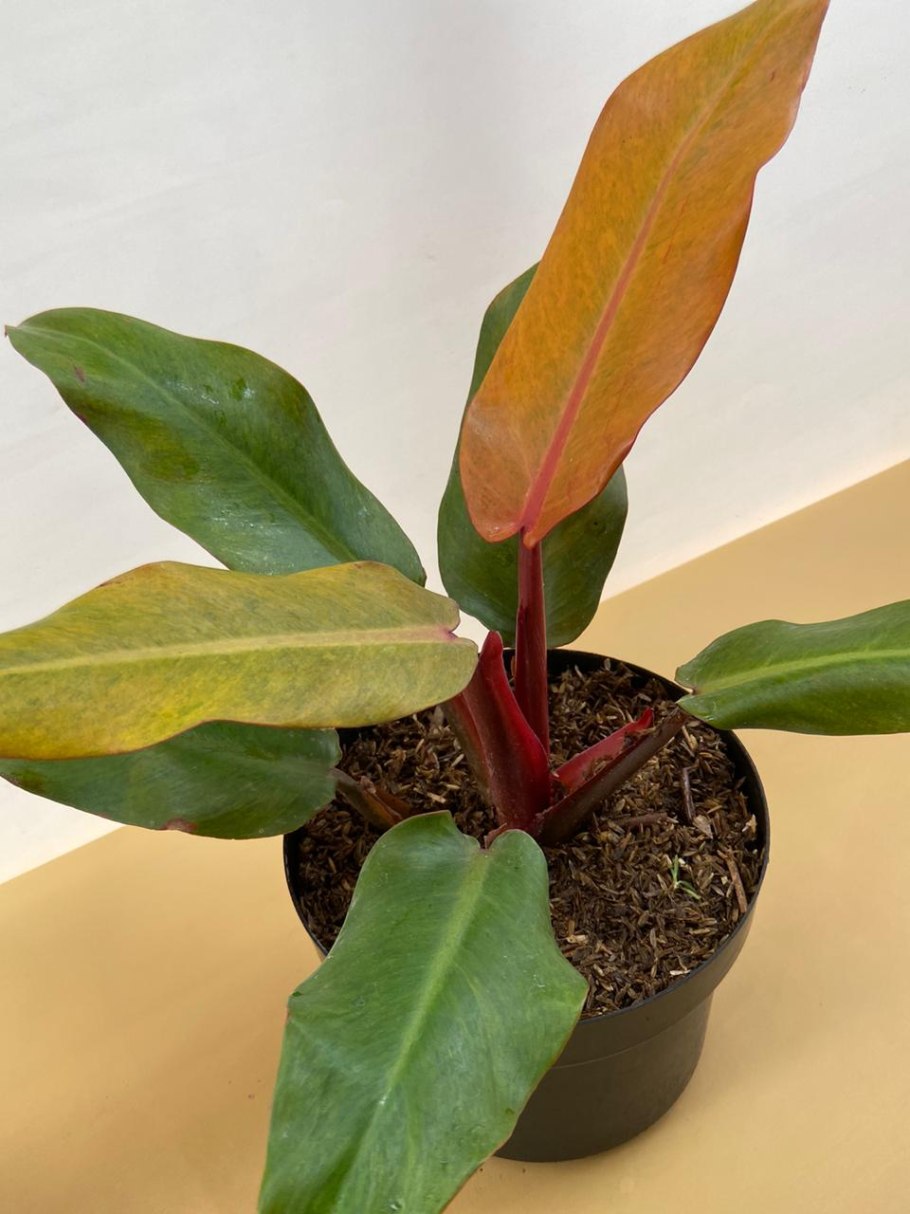 Филодендрон бразиль