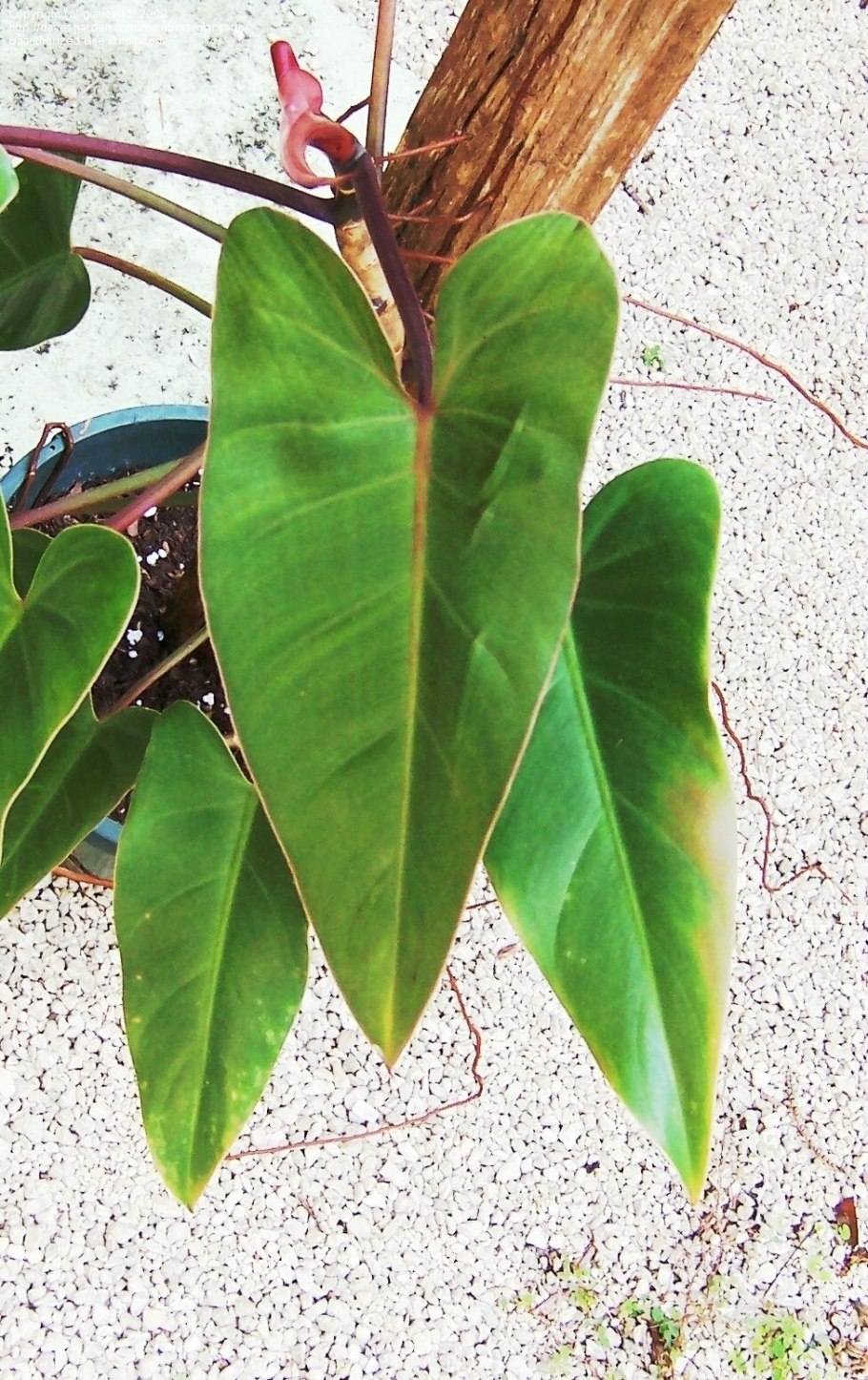 Филодендрон Опакум