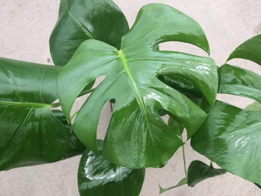 Филодендрон Оникс Буш