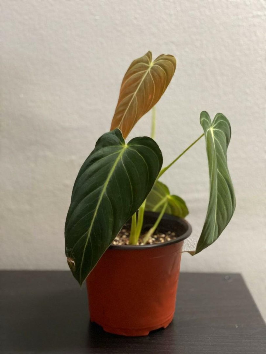 Филодендрон зеленый дракон фото