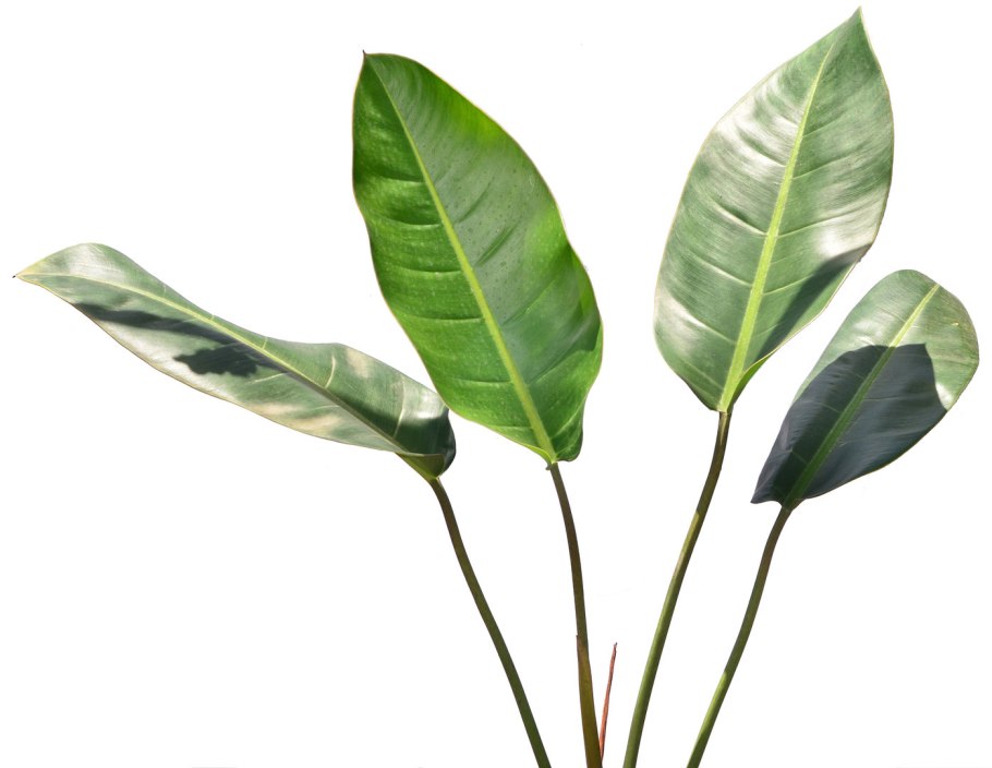 Филодендрон оранж Джус