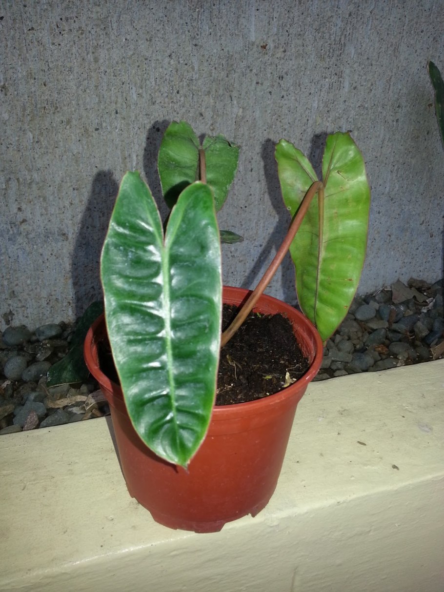 Филодендрон доместикум