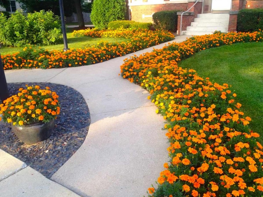 Сныть бордюрная