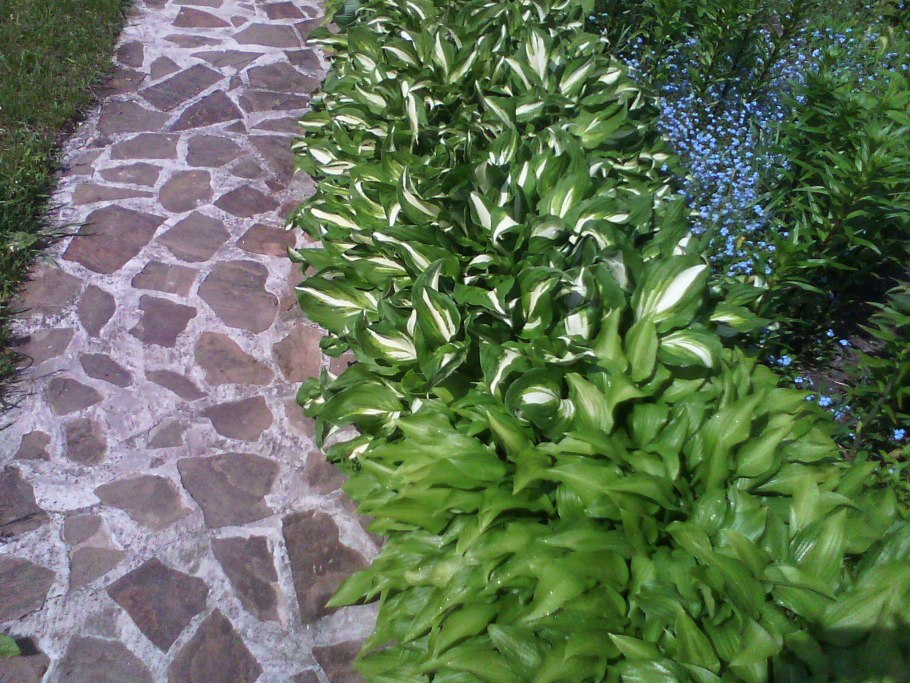 Бордюрные растения многолетники низкорослые