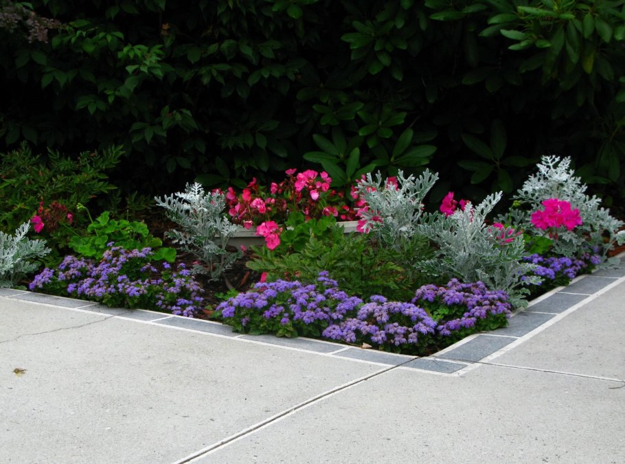 Хоста Живая изгородь