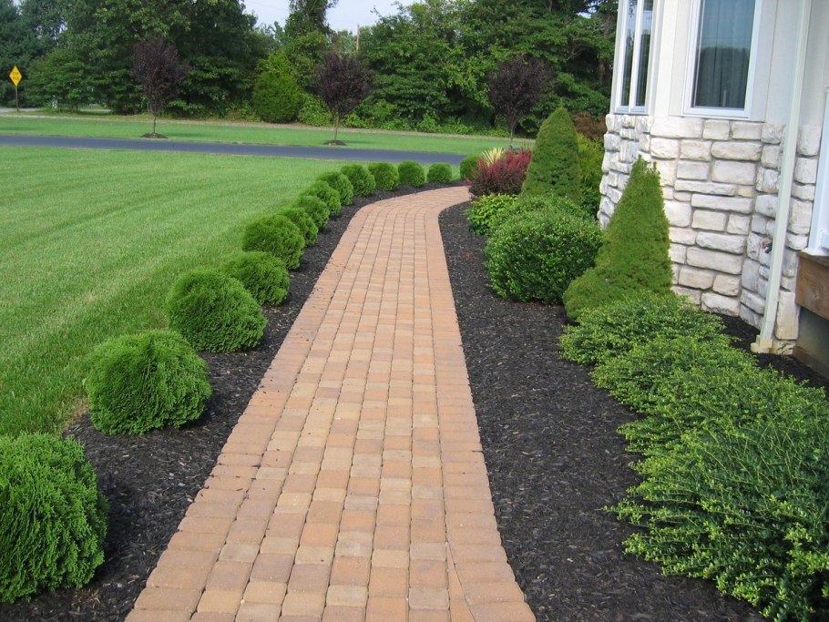 Рабатка Тунберга