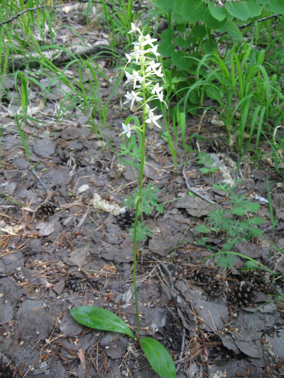 Platanthera bifolia