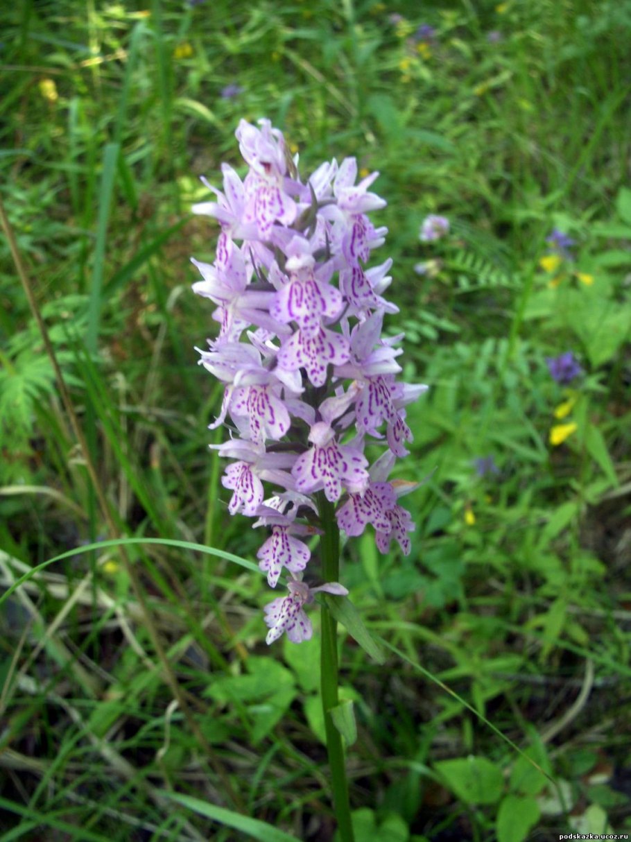 Любка двулистная (Platanthera bifolia)