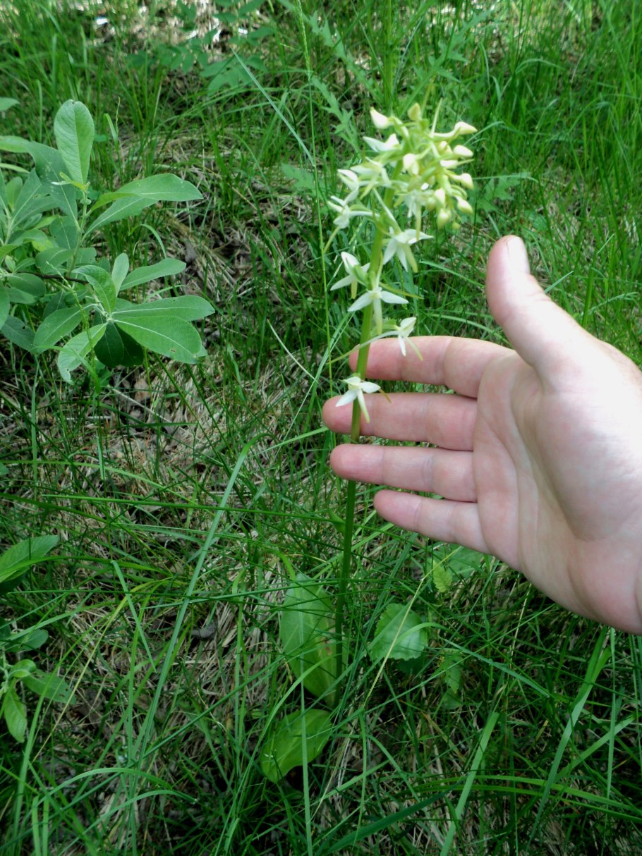 Любка двулистная тычинки