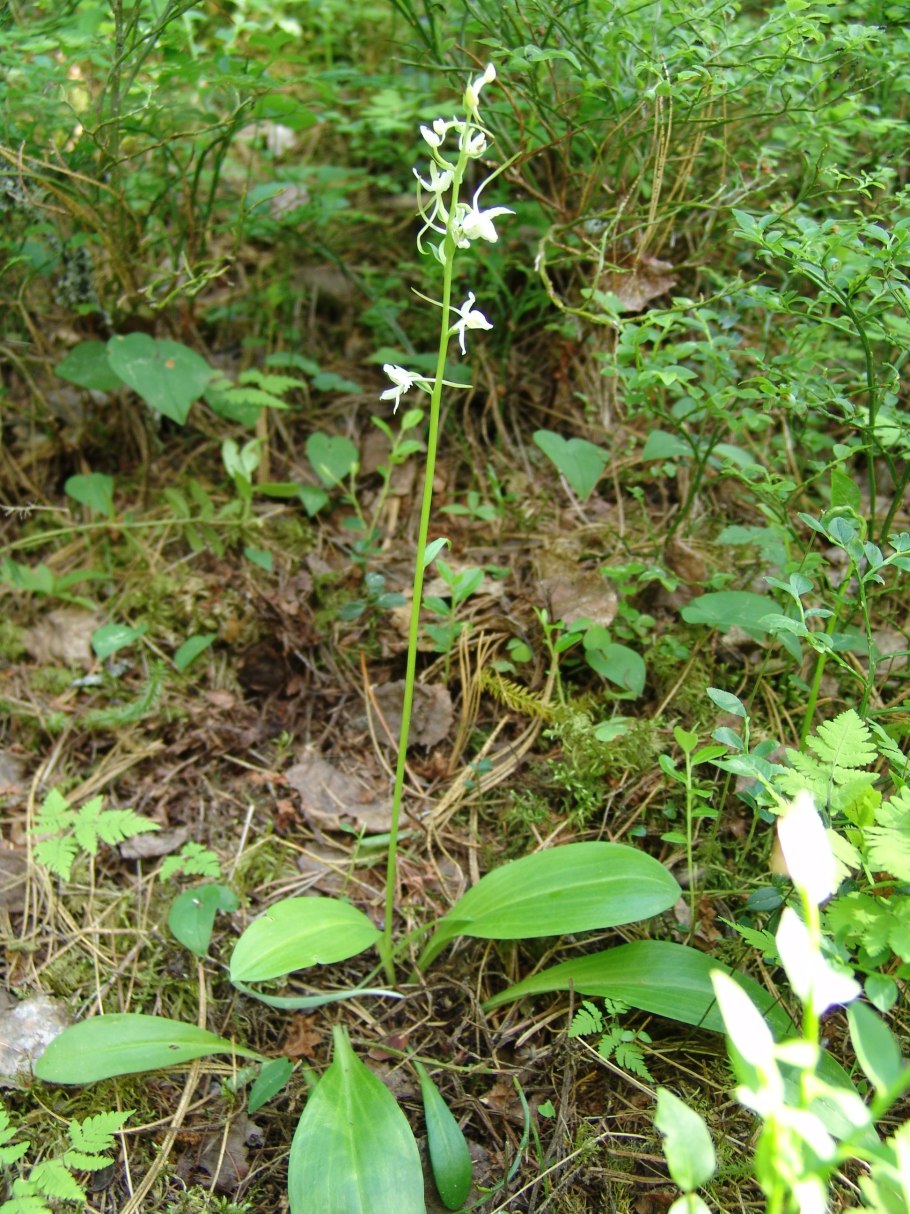 Любка двулистная - Platanthera bifolia (l.) Rich.