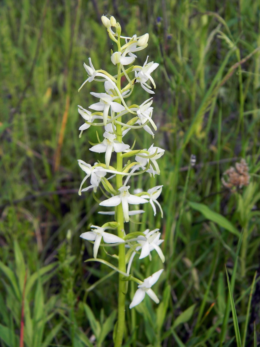 Любка двулистная (Platanthera bifolia)