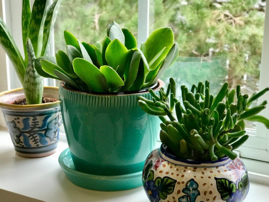 Растение замиокулькас