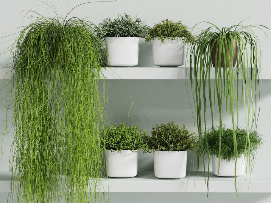 Сансевиерия в интерьере