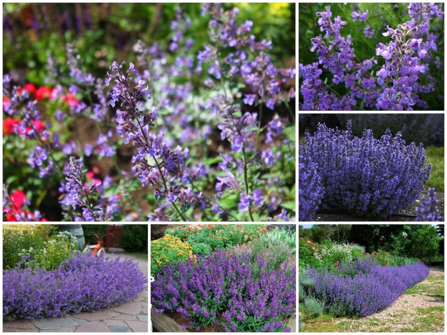 Клумбы на даче в Сибири