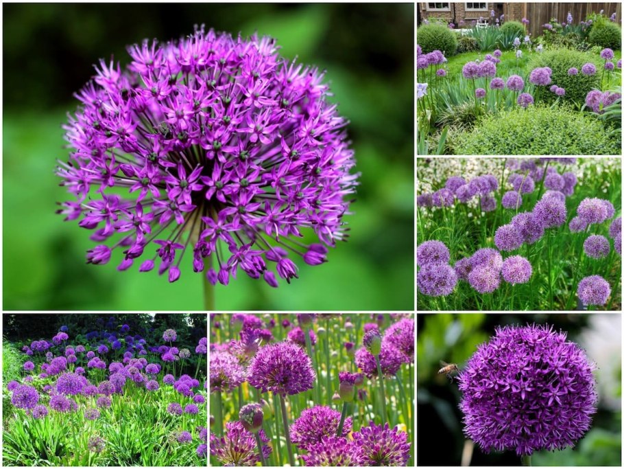 Очиток Видный (Sedum spectabile)