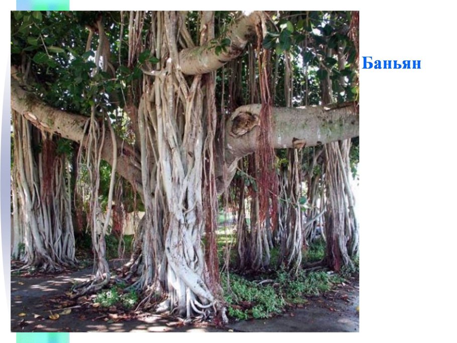 Воздушные корни баньяна