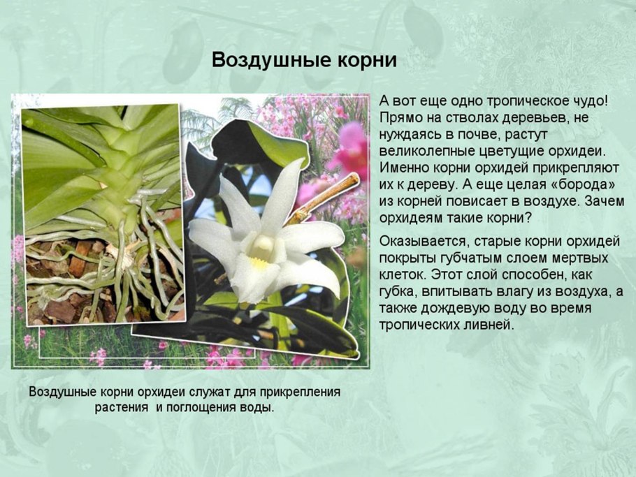 Характеристика воздушных корней