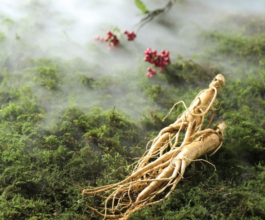 Ашвагандха растение