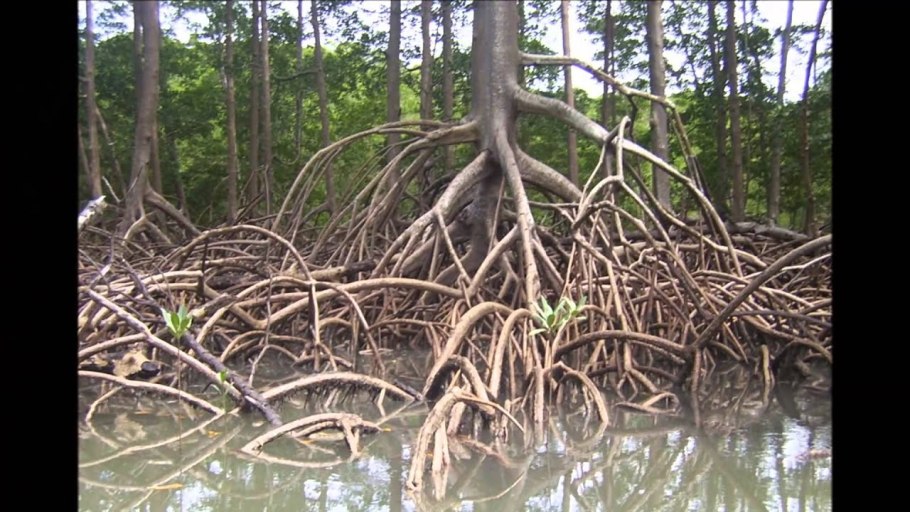 Panax Ginseng женьшень propagation