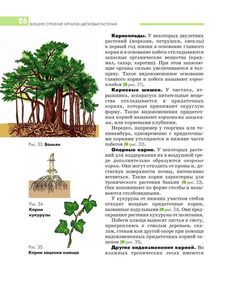 Видоизменения корней Баньян