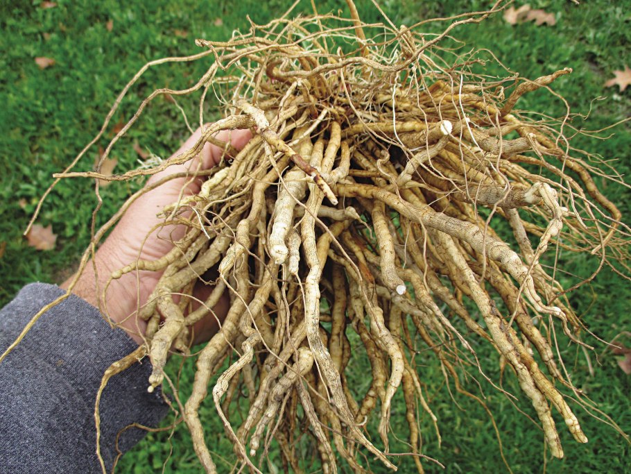 Мандрагора лекарственная корень