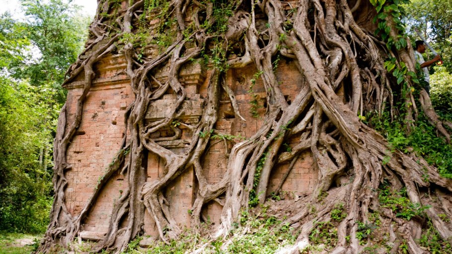 Фикус Камбоджи