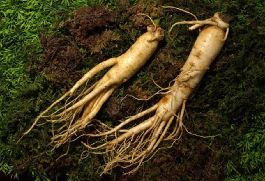 Корни растений для детей