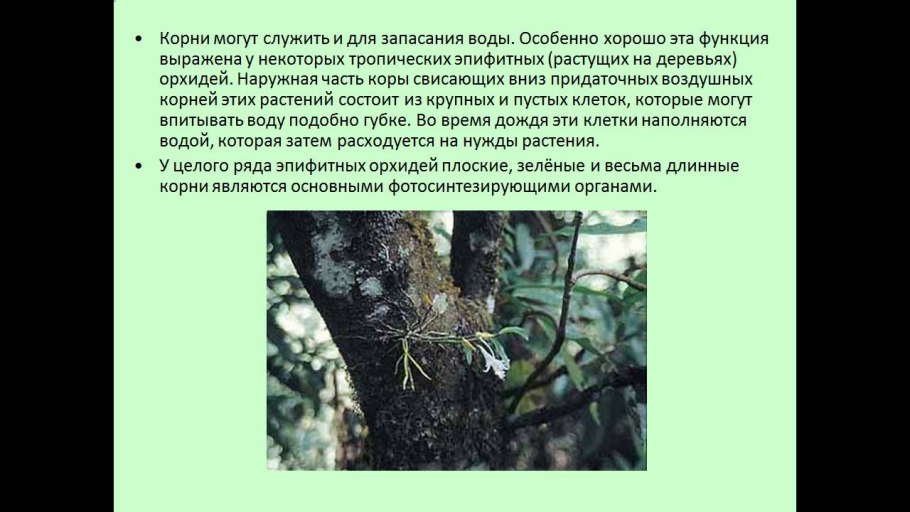 Доклад на тему воздушные корни 6 класс