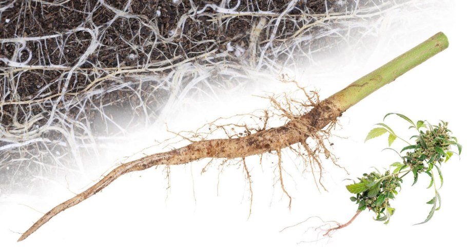 Корни женьшеня и Мандрагоры